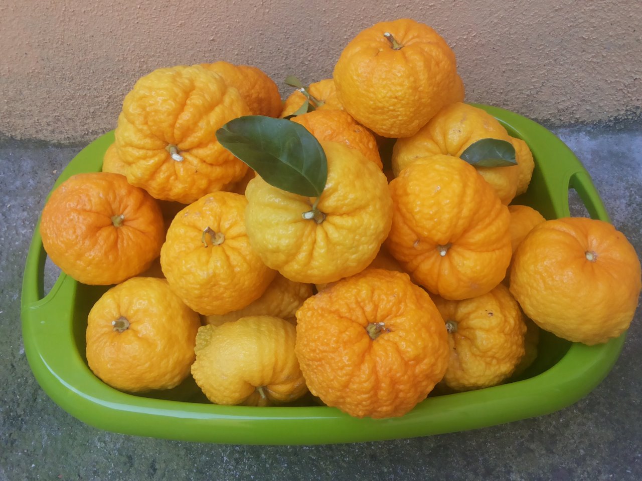 Il frutto autoctono della Pompia